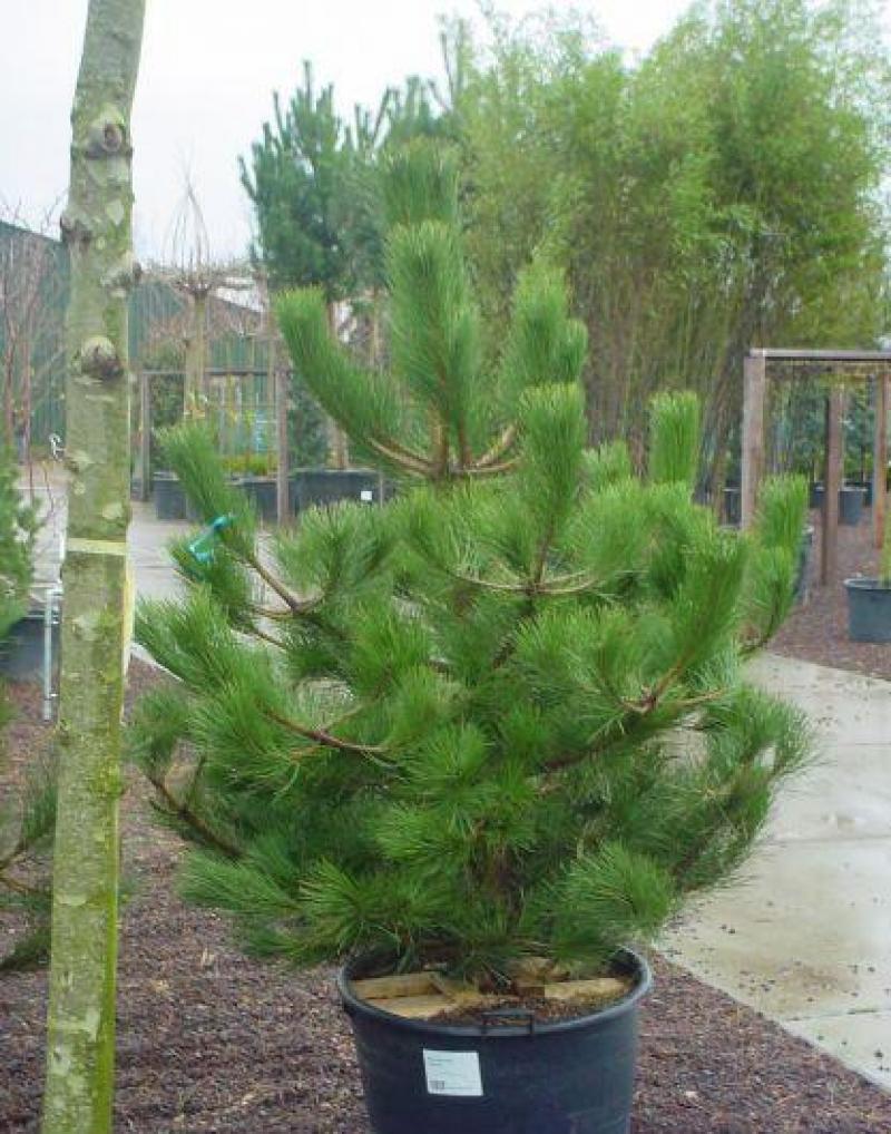 Сосна Чёрная (Pinus Nigra)