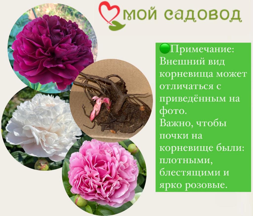 ПИОН КЛЕМ ПИНК АННОУН