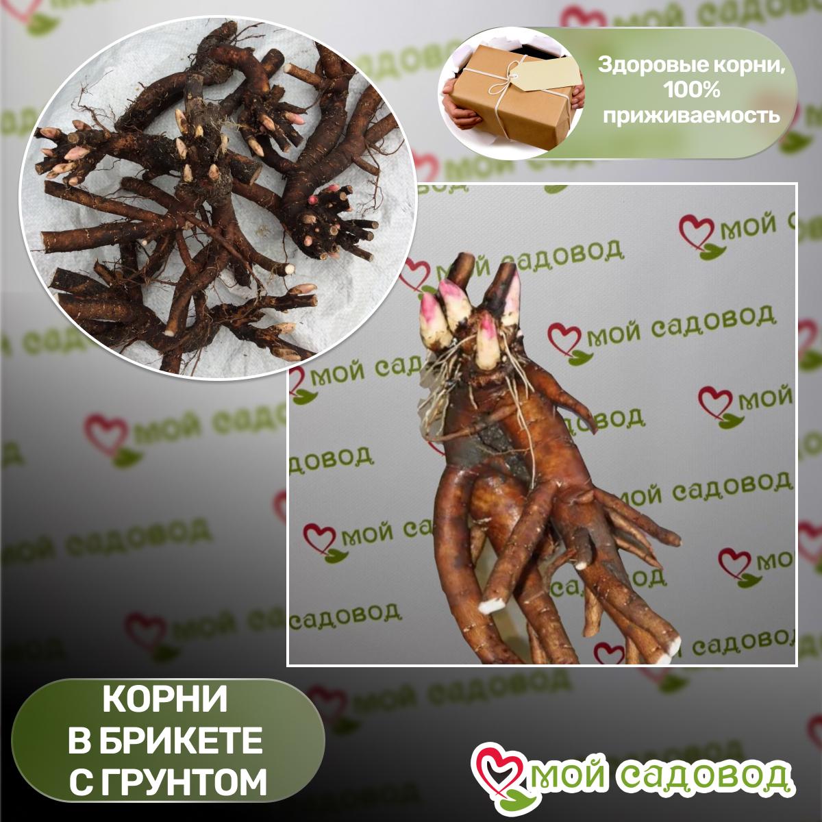 Пион ито-гибрид Монинг Лилак