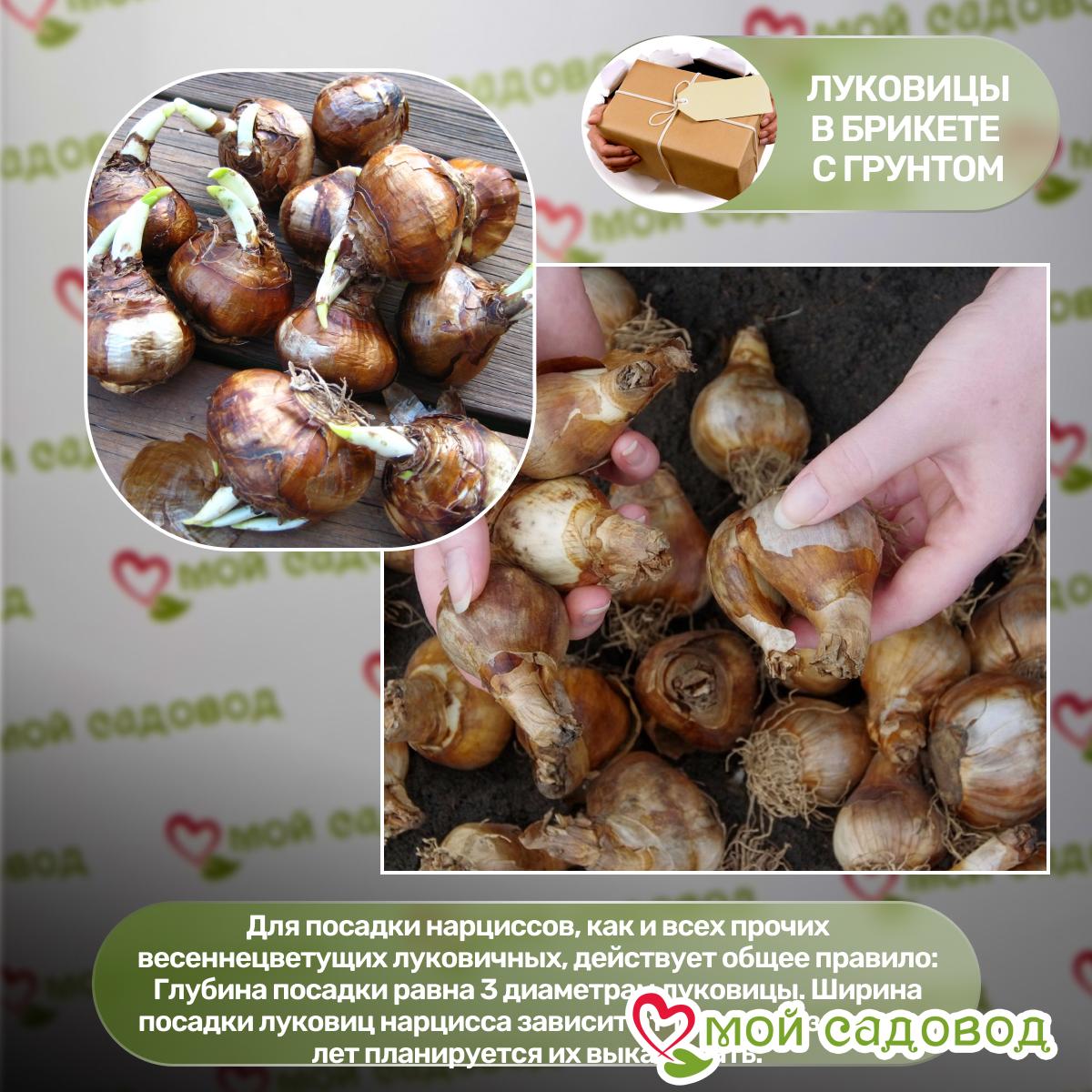 Нарцисс Тиклд Пинкин